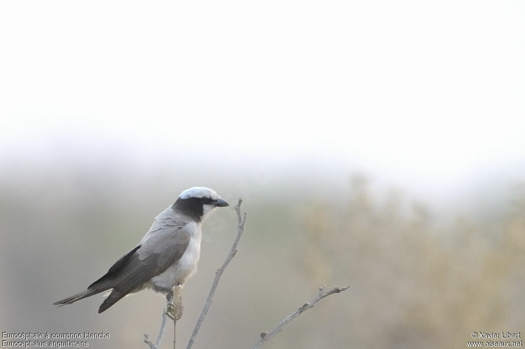 Southern White-crowned Shrikeadult, identification