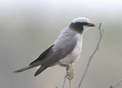 Southern White-crowned Shrike