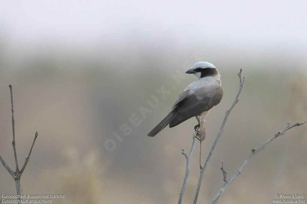 Southern White-crowned Shrikeadult, identification