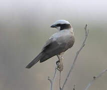 Southern White-crowned Shrike