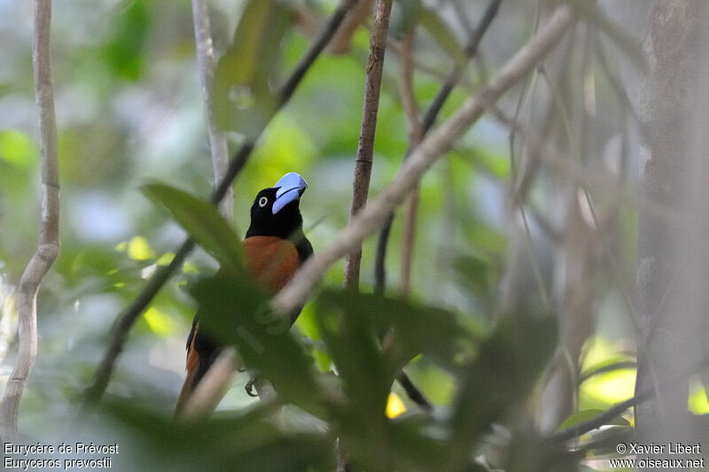 Helmet Vanga, habitat