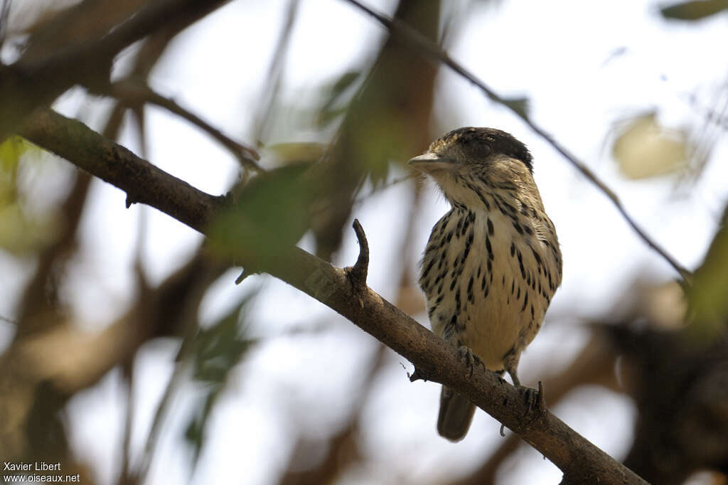 African Broadbill female adult, close-up portrait