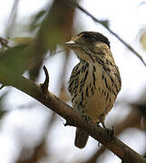 African Broadbill