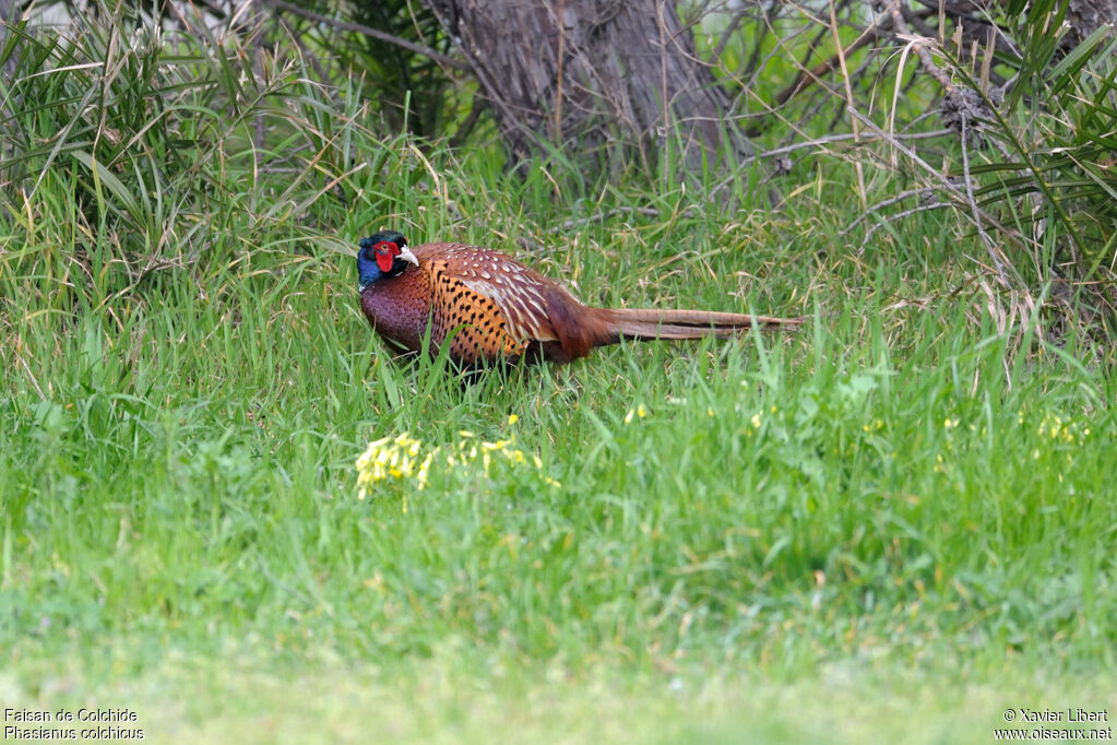 Faisan de Colchide mâle adulte, identification