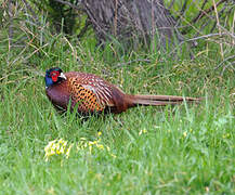 Common Pheasant