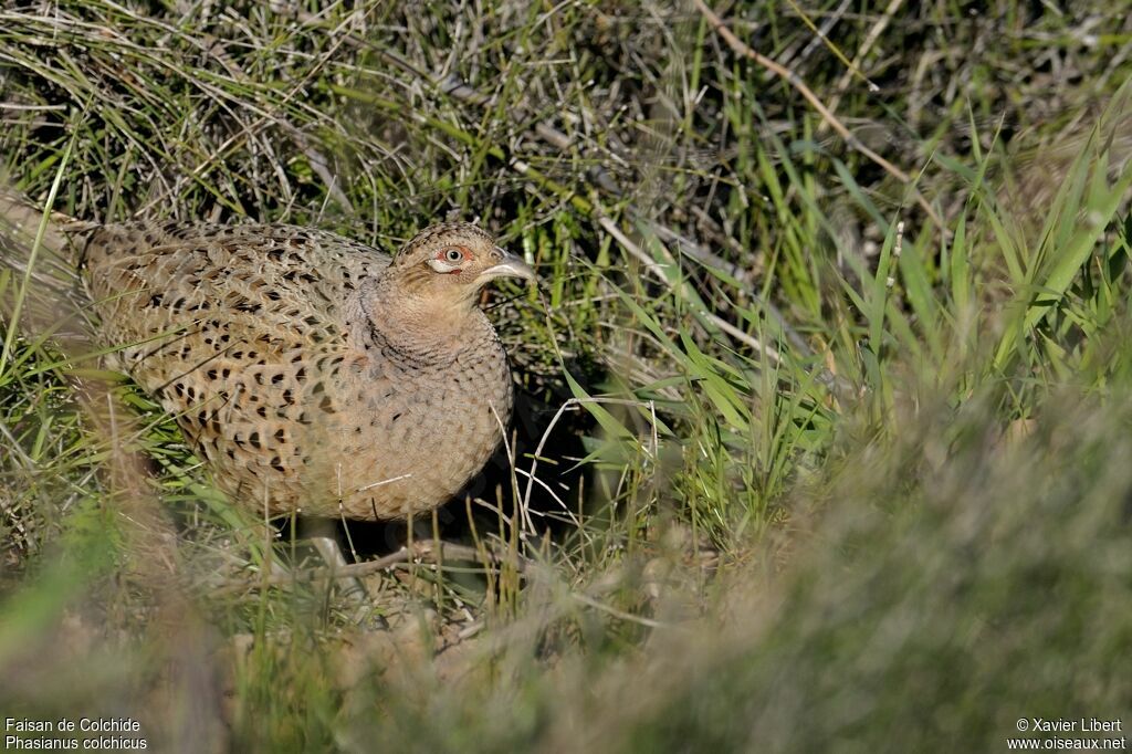 Faisan de Colchide femelle adulte, identification