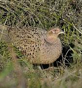 Common Pheasant