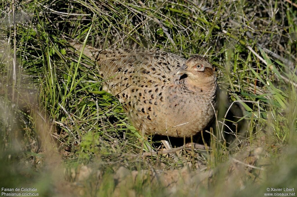 Faisan de Colchide femelle adulte, identification