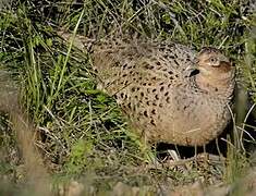 Common Pheasant