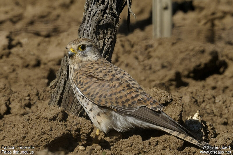 Common Kestrel female adult, identification