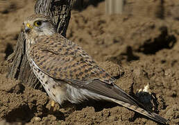 Common Kestrel