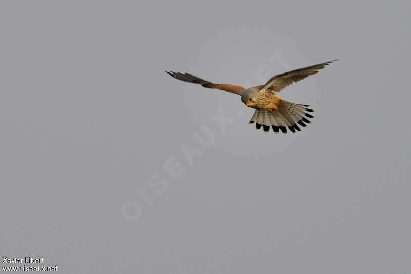 Common Kestrel male adult, Flight, fishing/hunting