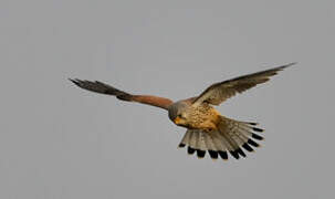 Common Kestrel