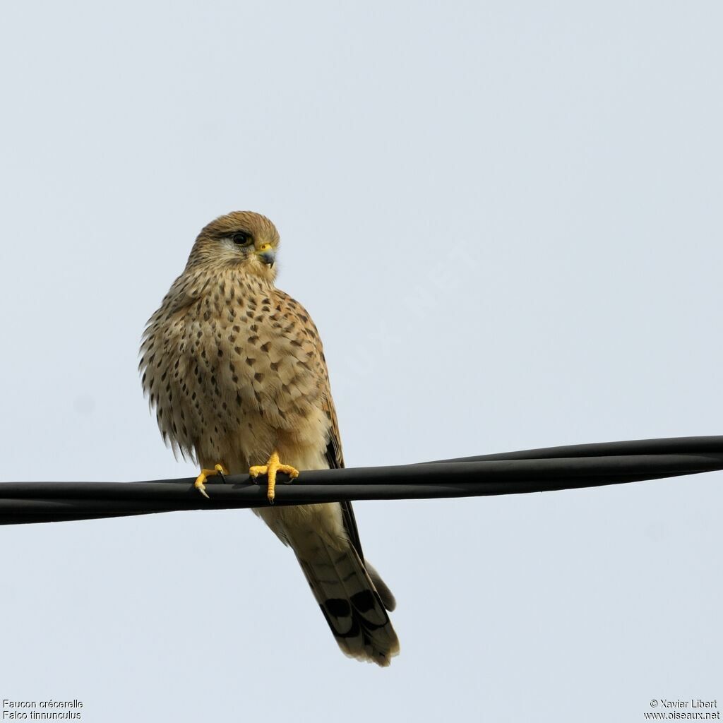 Common Kestrel female adult, identification