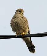 Common Kestrel