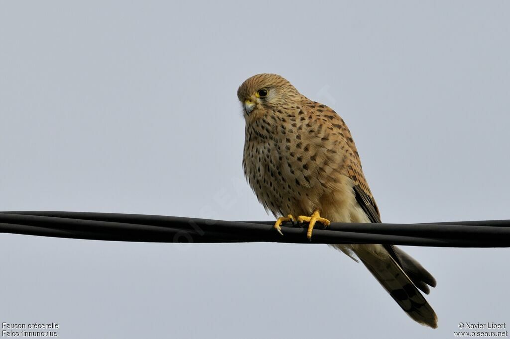 Common Kestrel female adult, identification