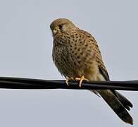 Common Kestrel