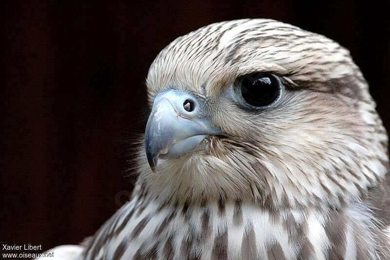 Gyrfalconjuvenile, close-up portrait