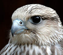 Gyrfalcon