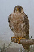 Peregrine Falcon