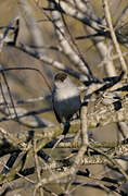 Eurasian Blackcap