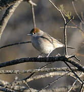 Eurasian Blackcap