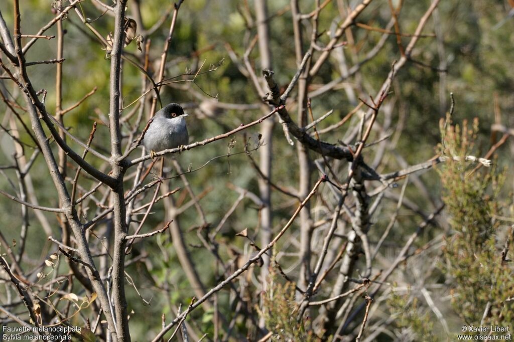 Sardinian Warbler male adult, identification