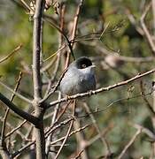 Sardinian Warbler