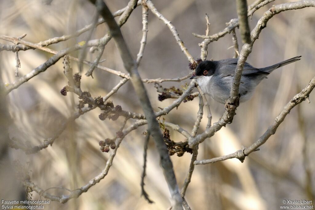 Sardinian Warbler male adult, identification