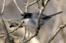 Sardinian Warbler