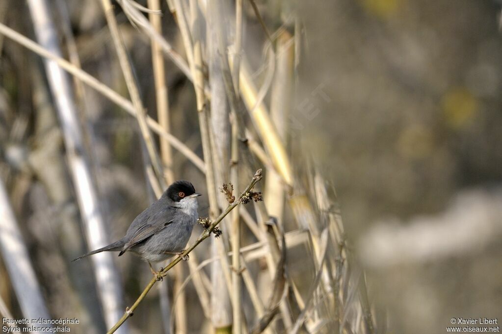 Sardinian Warbler male adult, identification