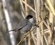 Sardinian Warbler