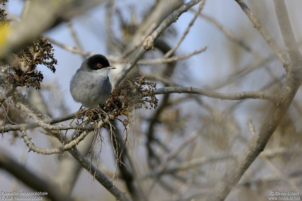 Sardinian Warbler male adult, identification