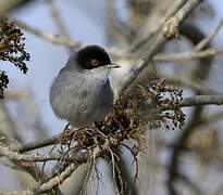 Sardinian Warbler