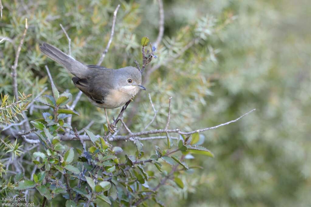 Western Subalpine Warbler female adult breeding, identification