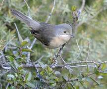 Subalpine Warbler