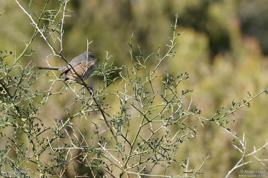 Fauvette pitchou femelle adulte, identification