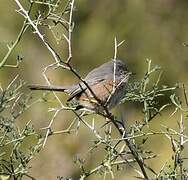 Dartford Warbler