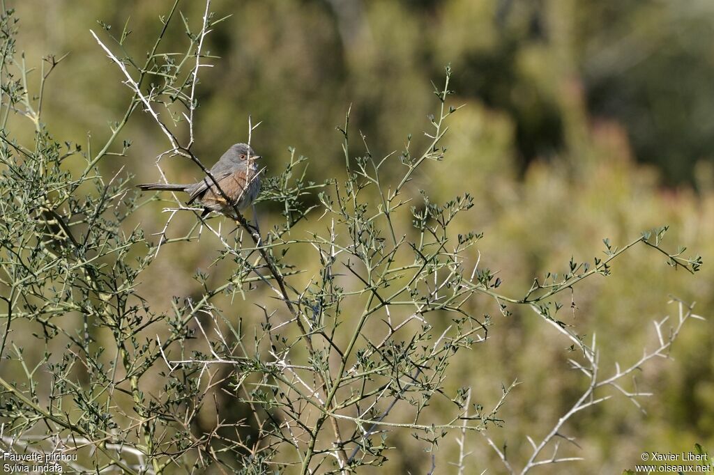 Fauvette pitchou femelle, identification