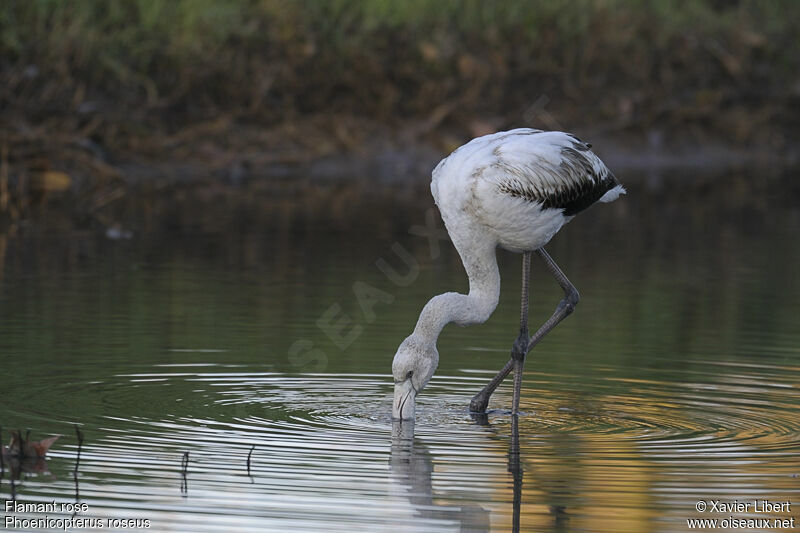 Greater Flamingojuvenile, identification