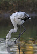 Greater Flamingo