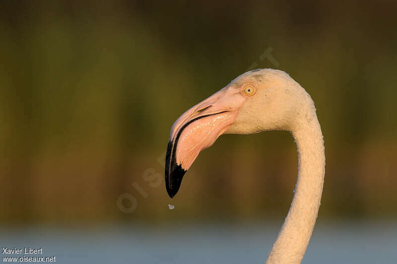 Flamant roseadulte, portrait