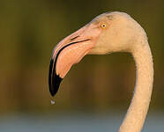 Flamant rose