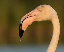 Flamant rose