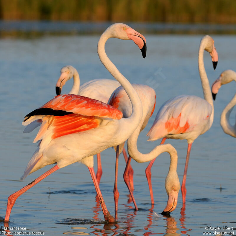 Greater Flamingoadult, identification