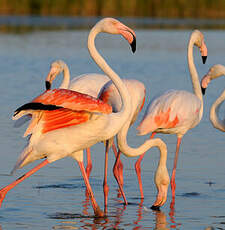 Flamant rose