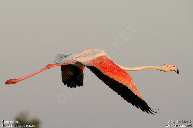 Greater Flamingoadult, Flight