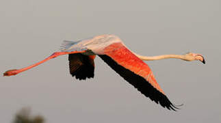 Flamant rose