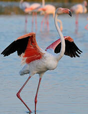 Flamant rose