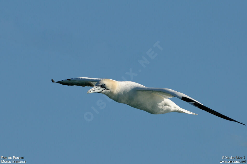 Northern Gannetadult post breeding, Flight